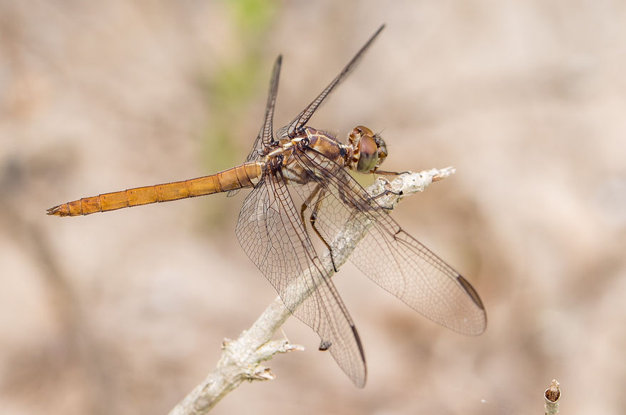 003Mwx - Orthemis ferruginea - Laguna Atasoca - 11.04.2022 (1 von 1).jpg