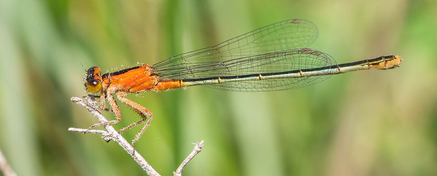 102Wwx - Ischnura ramburii - Brazoria NWF - 09.04.2022 (1 von 1).jpg