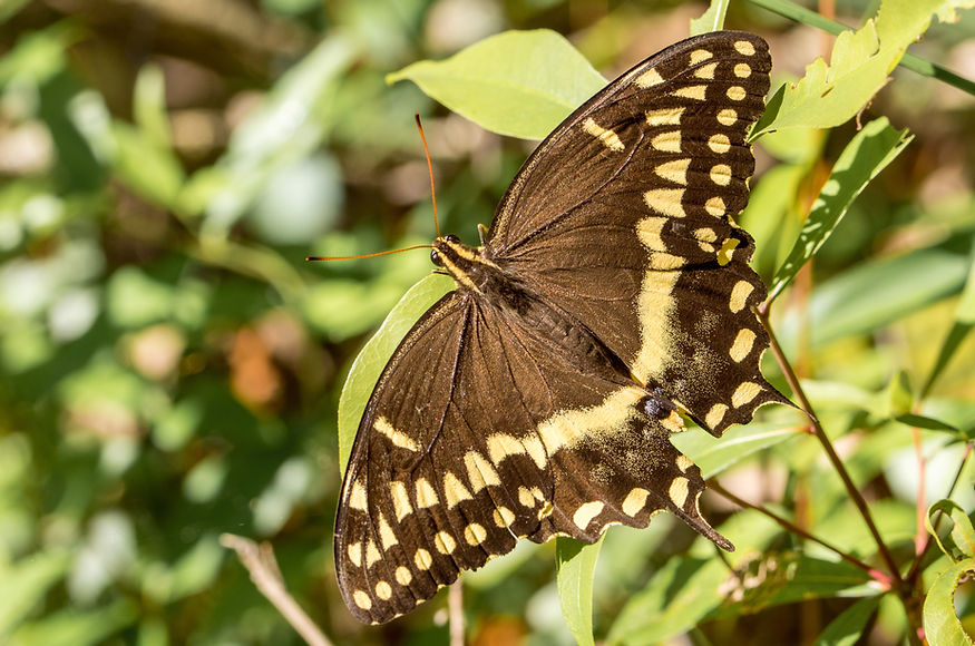 100 - Palamedes - 22.03.2018 - Richloam