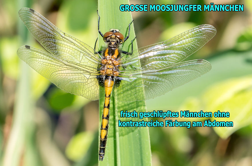 M300B - Große Moosjungfer - 13.05.2018 - Salzwedel.jpg