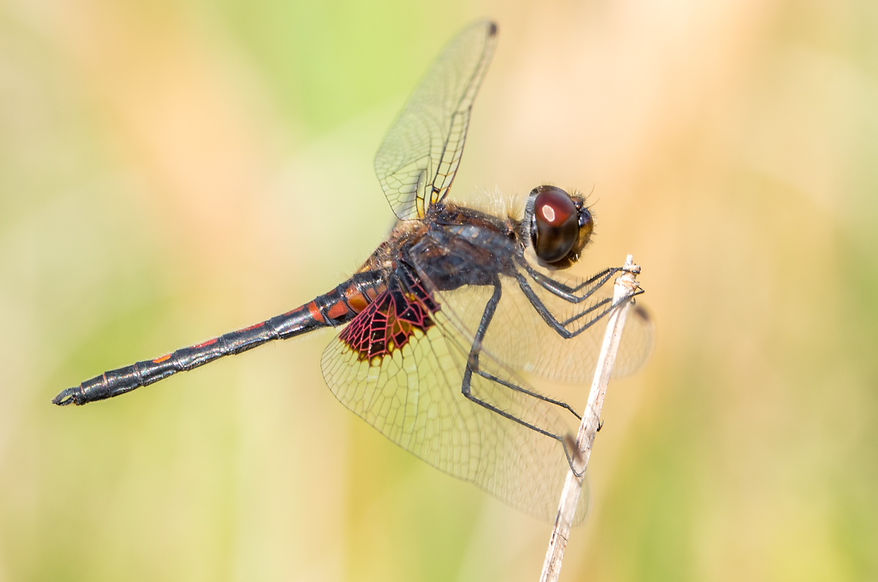202Mwx - Celithemis ornata - Angelina NF - 22.04.2022 (1 von 1).jpg