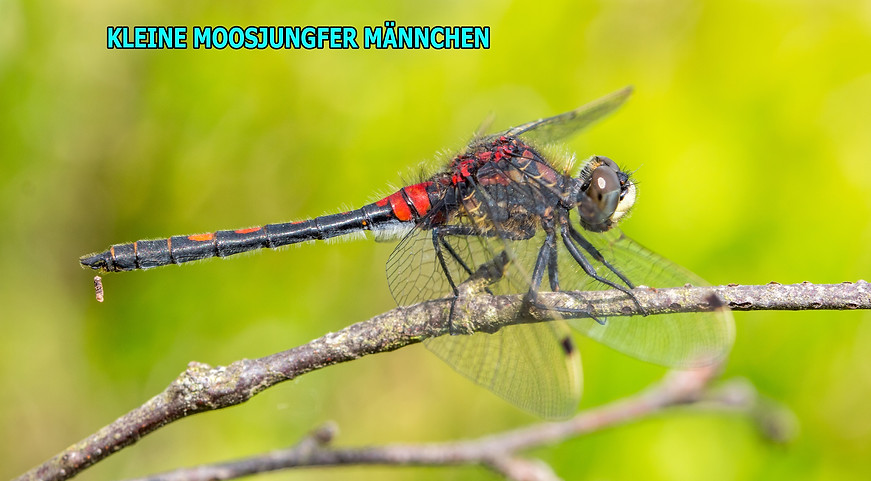 M200B - Kleine Moosjungfer m - Stade - 2