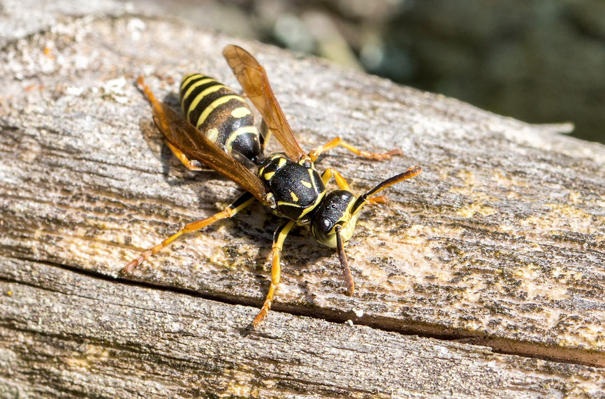 003wx - Polistes nimpha - 27-09-25 - Spr