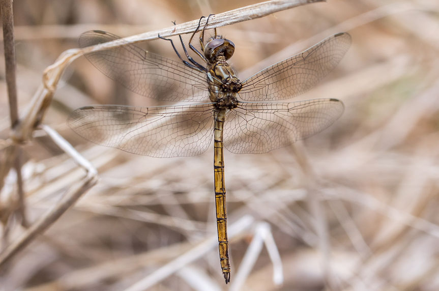 002Mwx - Macrothemis inacuta - Santa Ana NWF - 13.04.2022 (1 von 1).jpg