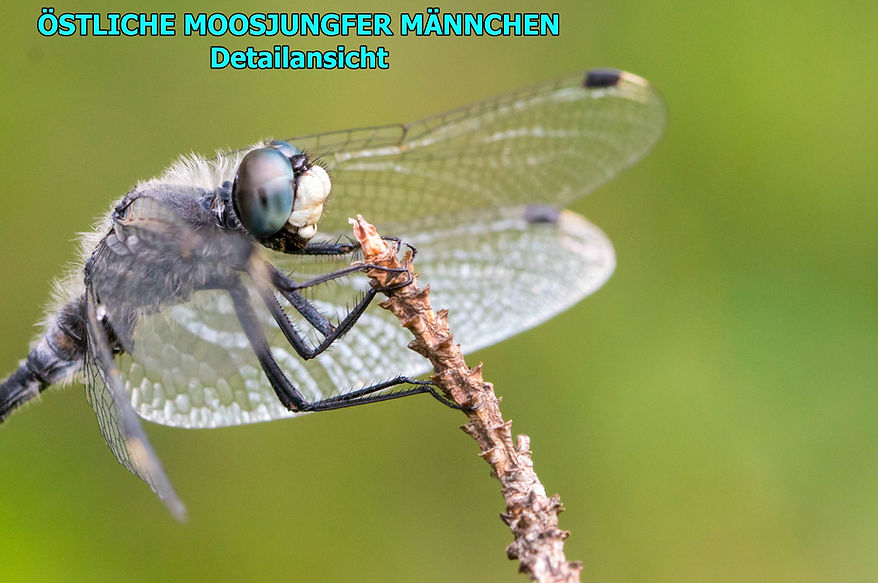 M600B - Östliche Moosjungfer m - Nuuksio NP FIN - 30.07.2022 (3 von 1).jpg