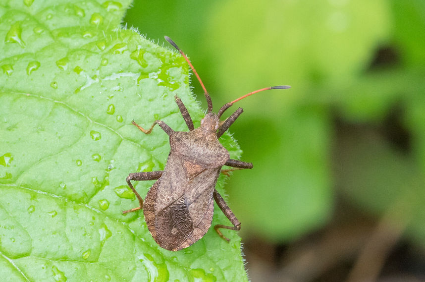 120wx - Lederwanze (Coreus marginatus) - KöH Glauschnitz - 14.05.2021 (1 von 1).jpg