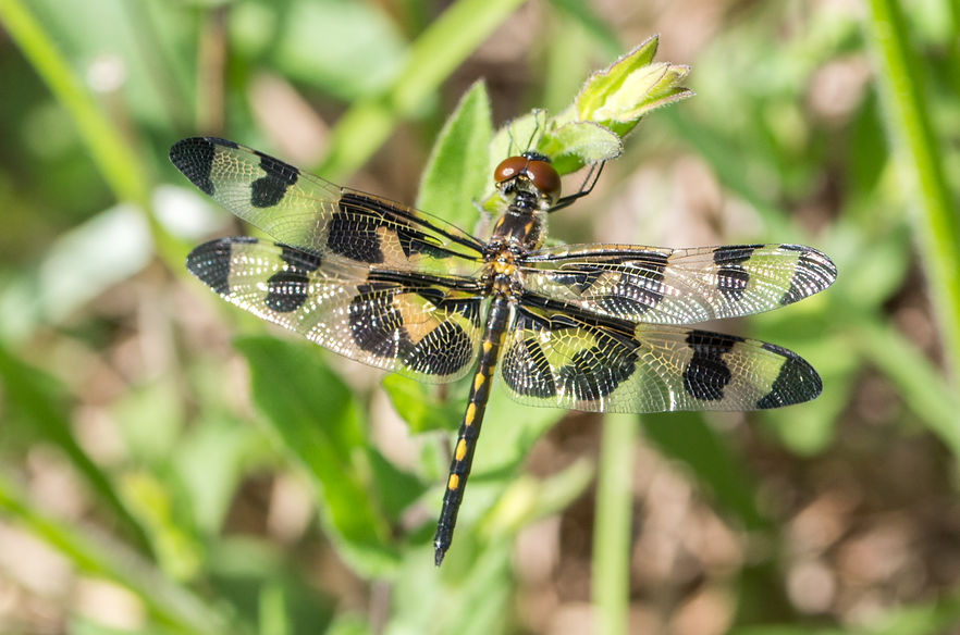 100Mwx - Celithemis fasciata - Angelina NF - 22.04.2022 (1 von 1).jpg