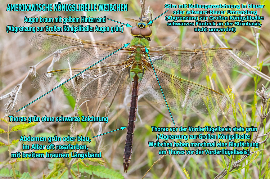 W100B - Am Kö. - Davy Crockett NF - 21.04.2022 (1 von 1) (1 von 1).jpg