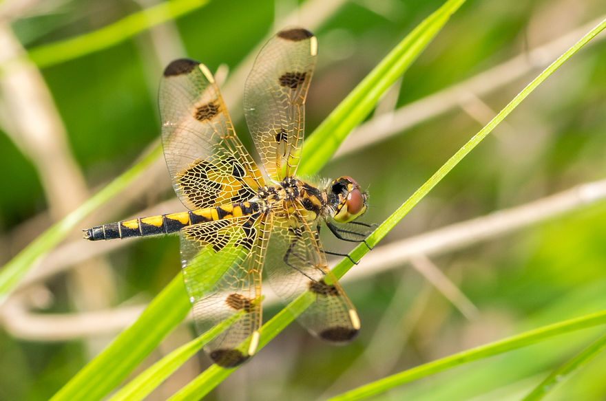 100Wwx - Celithemis elisa - Lake Houston - 25.04.2022 (1 von 1).jpg
