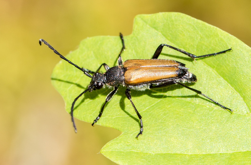 015wx - Anastrangalia sanguinolenta - 20.05.2024 - Guteborn (3 von 1).jpg