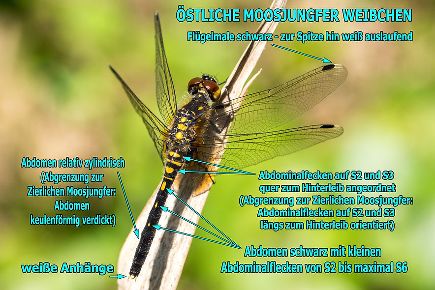 W100B - Östliche Moosjunger - 26.05.2019 - Guteborn (1 von 1).jpg