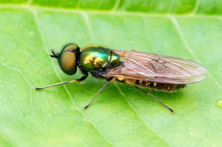 100wx - Chloromyia formosa - 13-07-25 - Würschnitz.jpg