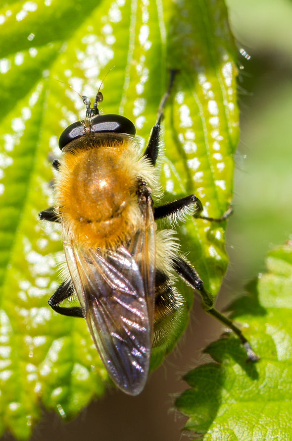 221wx - Criorhina floccosa - 26-04-26 - Tiefenau.jpg