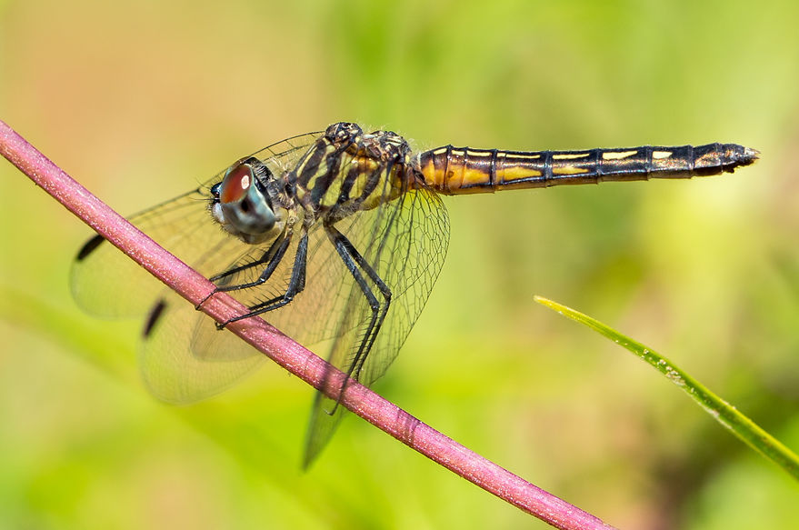 010Wwx - Pachydiplax longipennis - Brazos Bend SP - 27.04.2022 (1 von 1).jpg