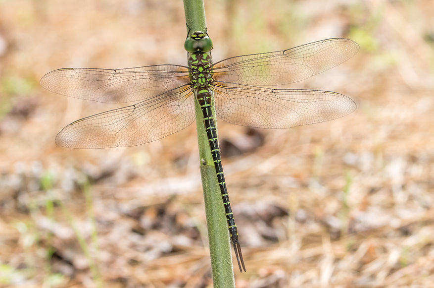 004Wwx - Regal Darner - Double Lake - 23.04.2022 (1 von 1).jpg