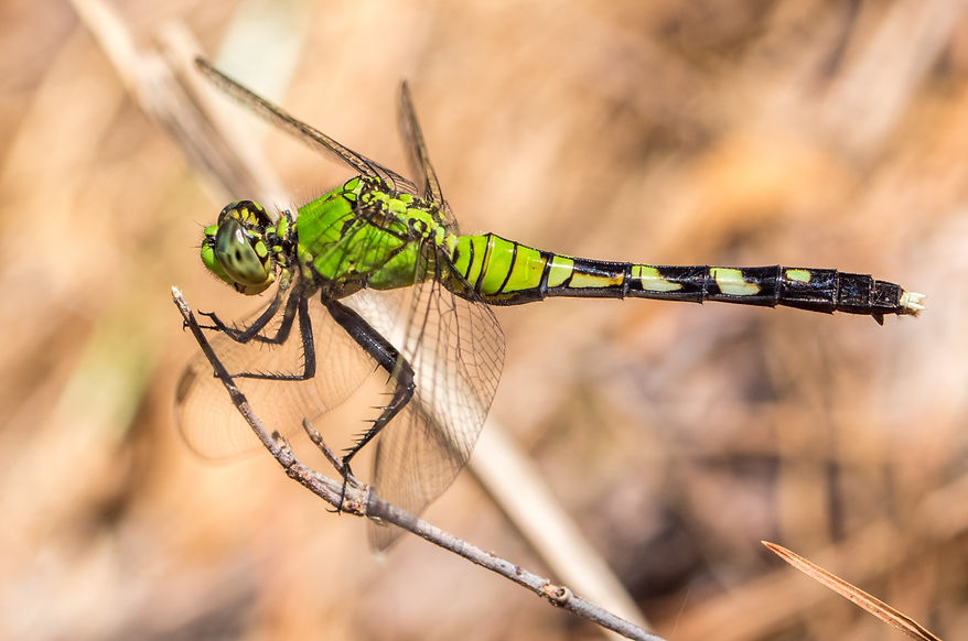 010Wwx - Erythemis simplicicollis - Angelina NF - 22.04.2022 (1 von 1).jpg