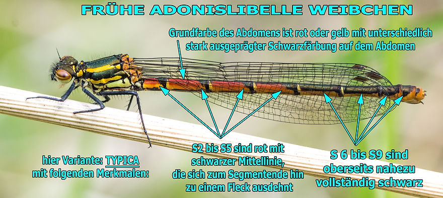 W500B - Adonis - 30.04.2022 - Köh Glauschnitz (1 von 1).jpg