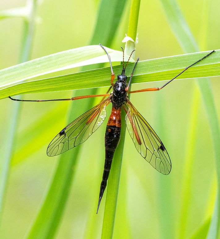 011wx - Tanyptera atrata - 16-05-26 - Koblenz.jpg
