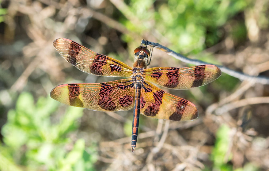 001Mwx - Celithemis eponina - Brazos Bend SP - 27.04.2022 (1 von 1).jpg