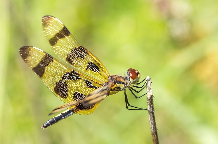 003Wwx - Celithemis eponina - Brazos Bend SP - 27.04.2022 (1 von 1).jpg