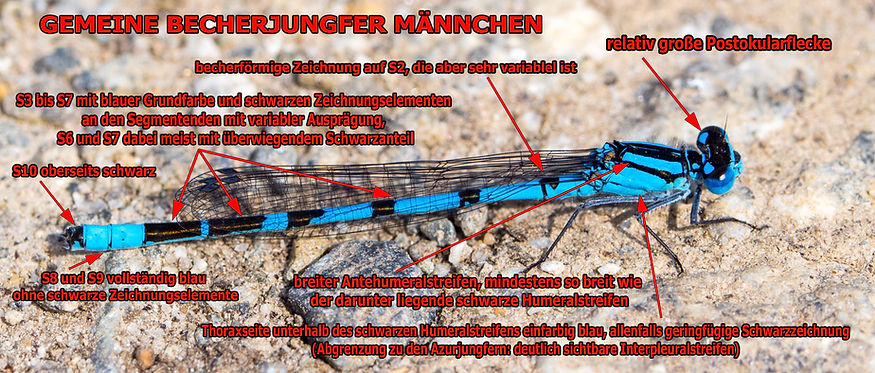 M100B - Becherjungfer - 26.05.2019 - KöHZeisholz (1 von 1).jpg