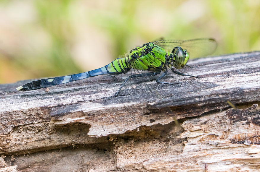 004Mwx - Eastern Pondhawk - Sam Houston NF - 20.04.2022 (1 von 1).jpg
