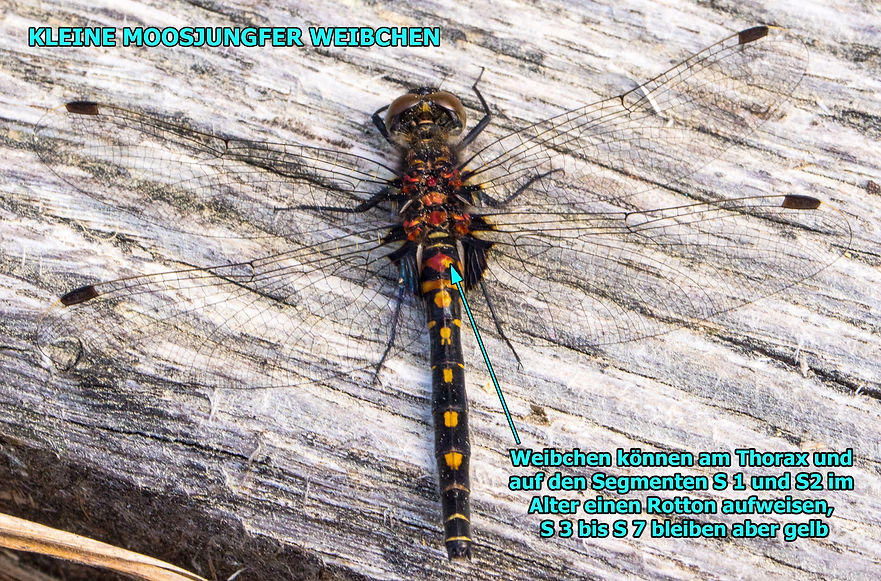 W300Bwix - Kleine Moosjungfer - 21.05.2017 - Dubr. Moor.jpg