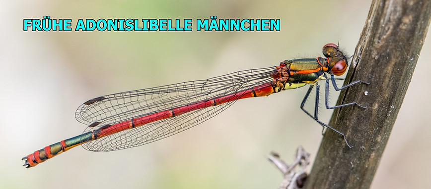 M200B - Adonis - 17.05.2019 - Knappenrode (1 von 1).jpg