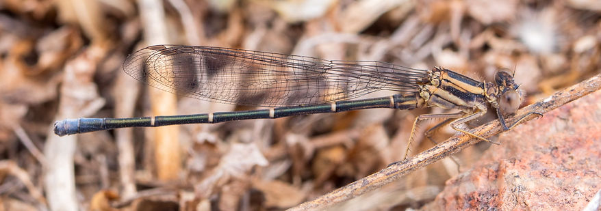 003Mwx- Argia moesta - Inks Lake SP - 19.04.2022 (1 von 1).jpg