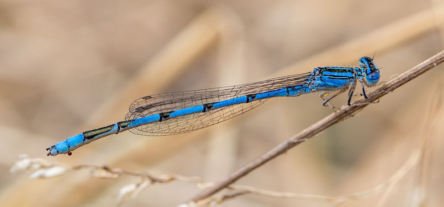 402Mwx -Enallagma basidens - Inks Lake SP - 19.04.2022 (1 von 1).jpg