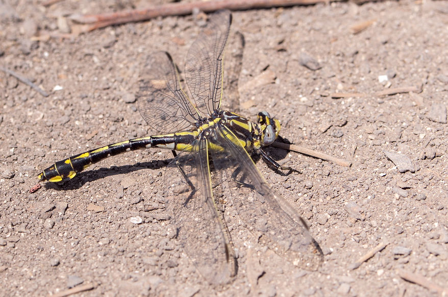 100Wwx - Plaines Clubtail - South Llano River SP - 18.04.2022 (1 von 1).jpg