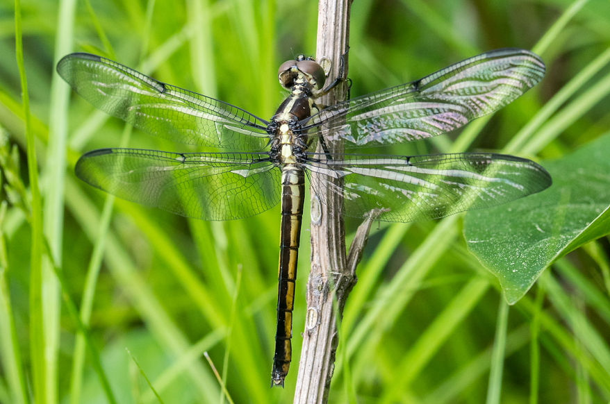 002Wwx - Libellula incesta - Huntsville SP - 20.04.2022 (1 von 1).jpg