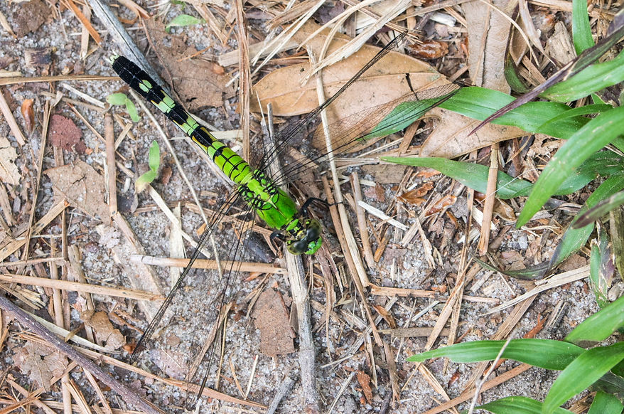 011Wwx - Eastern Pondhawk - Sam Houston NF - 20.04.2022 (1 von 1).jpg