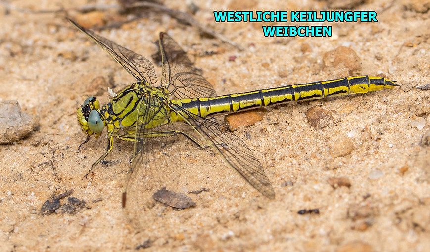 W400B - Westliche Keiljungfer - Jimena de la Frontera - Rio Hozgaranta -31.05.2021.jpg