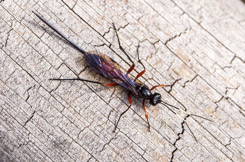 240wx - Echthrus reluctator - 25.04.2025 - Spremberg HW.jpg