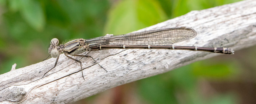 001Mwx - Argia translata - Inks Lake SP - 19.04.2022 (1 von 1).jpg