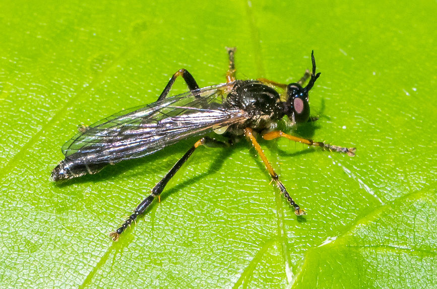 150wx - Dioctria rufipes - 18-05-25 - TharWald.jpg