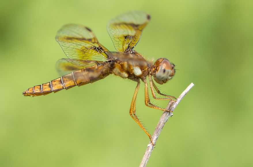 003Wwx - Perithemis tenera - Santa Ana NWF - 12.04.2022 (1 von 1).jpg