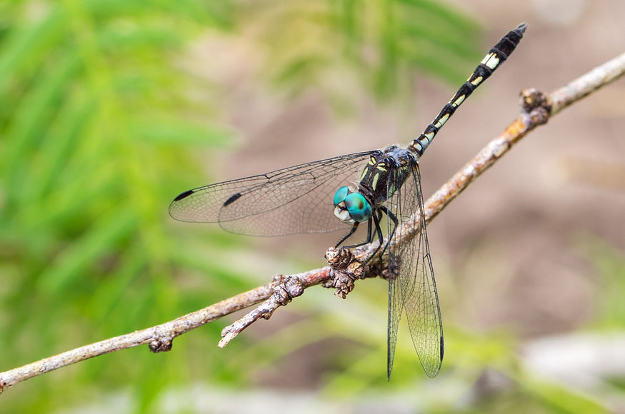 001Mwx - Micrathyria hagenii - Laguna Atasoca - 11.04.2022 (1 von 1).jpg