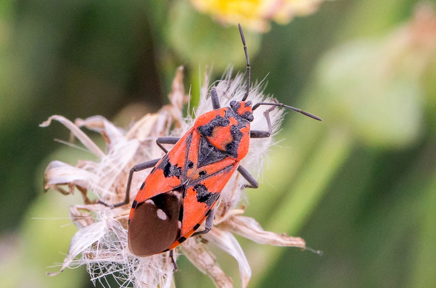 130wx - Spilostethus pandurus - 14.09_ed