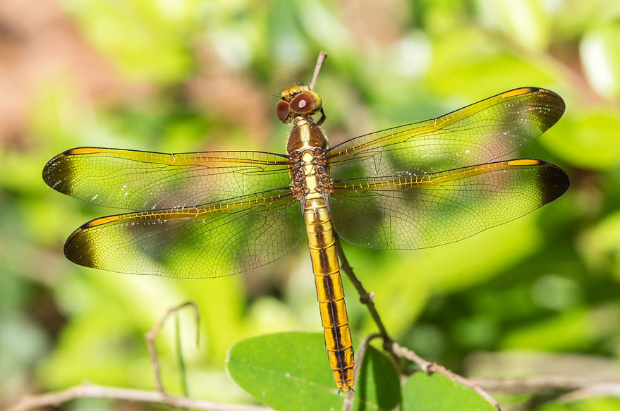 001Wwx - Libellula flavida - Double Lake - 23.04.2022 (1 von 1).jpg