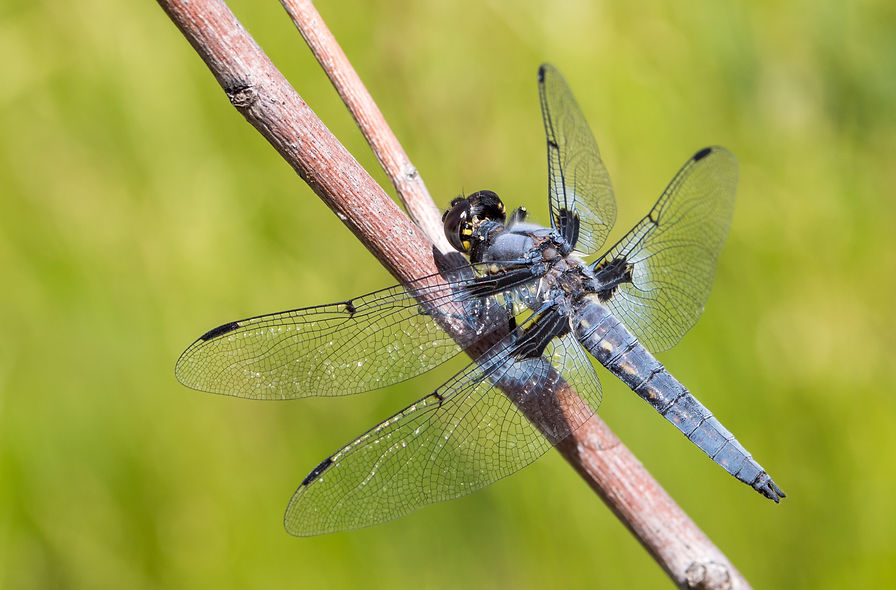 360 - Hoary Skimmer - 10.06.2018 - Zion,