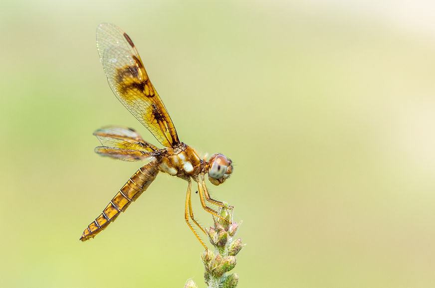 002Wwx - Perithemis tenera - Santa Ana NWF - 12.04.2022 (1 von 1).jpg