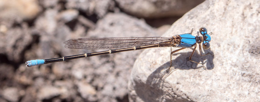 001Mwx - Argia apicalis - South Llano River SP - 18.04.2022 (1 von 1).jpg