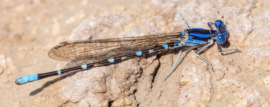 006Mwx - Argia sedula - Amistad NRA Pecos - 15.04.2022 (1 von 1).jpg