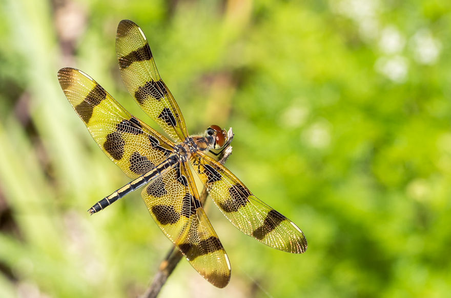 002Wwx - Celithemis eponina - Brazos Bend SP - 27.04.2022 (1 von 1).jpg