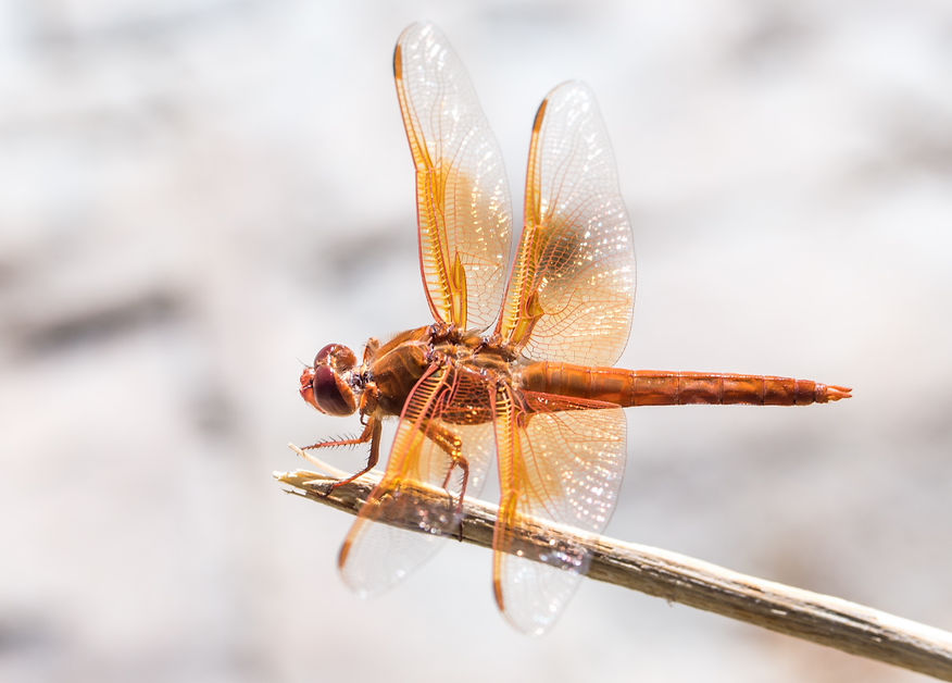 001Mwx - Flame Skimmer Libellula saturata - Big Bend NP - 17.04.2022 (1 von 1).jpg