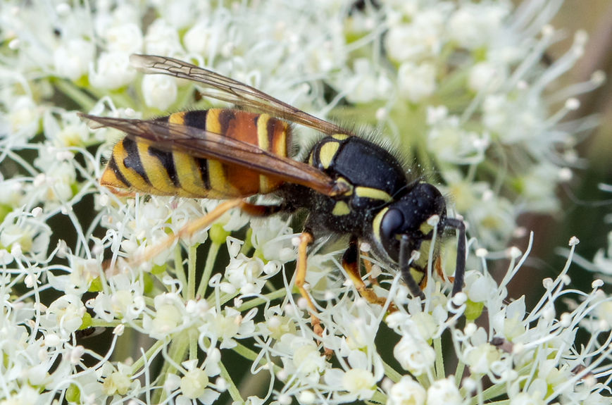 710wx - Rote Wespe - 03.08.2024 - Grünhain.jpg
