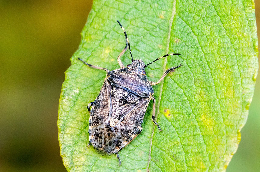 200wx - Rhaphigaster nebulosa - Gartenwanze - 1.11.2024 - Freitelsdorf.jpg