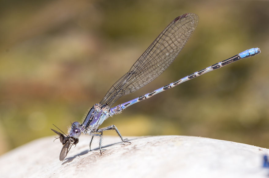 001Mwx - Argia immunda - South Llano River SP - 18.04.2022 (1 von 1).jpg